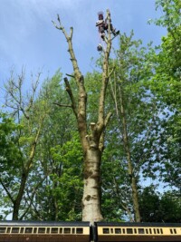 The diseased tree after initial trimming Gauge 1 track - view from the top